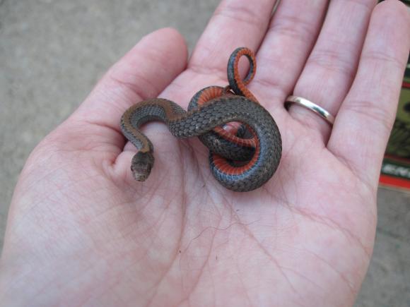 Northern Red-bellied Snake (Storeria occipitomaculata occipitomaculata)