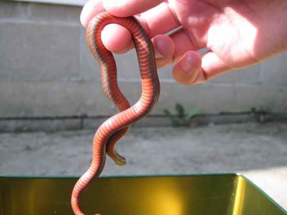 Northern Red-bellied Snake (Storeria occipitomaculata occipitomaculata)