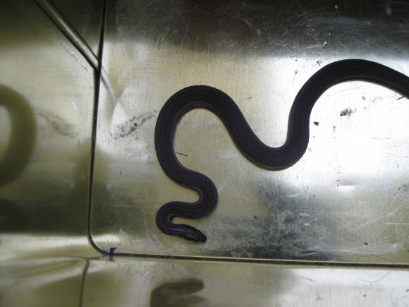 Short-headed Gartersnake (Thamnophis brachystoma)