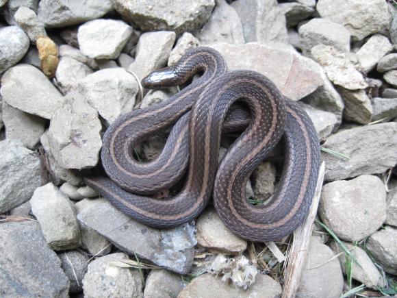 Short-headed Gartersnake (Thamnophis brachystoma)