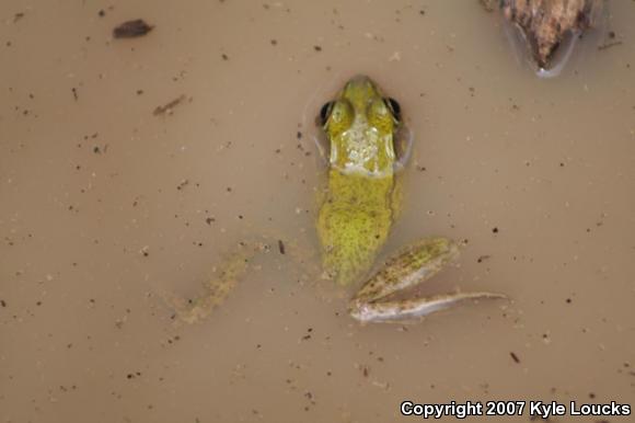 Northern Green Frog (Lithobates clamitans melanota)