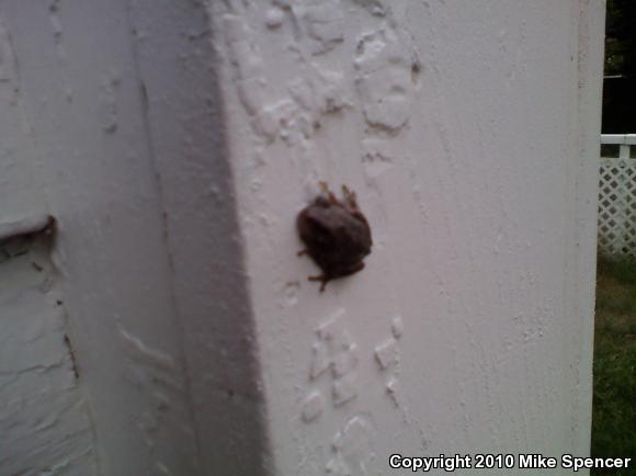 Cope's Gray Treefrog (Hyla chrysoscelis)