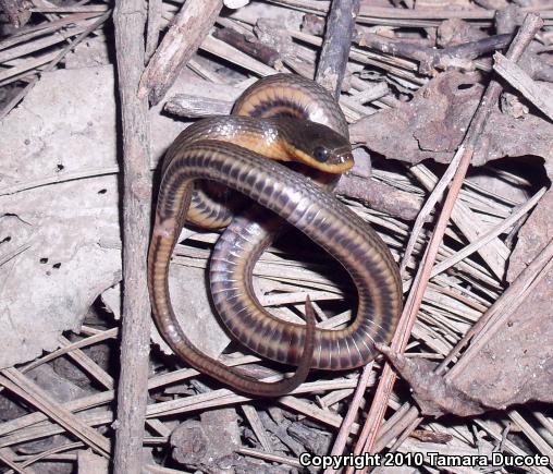 Gulf Crayfish Snake (Regina rigida sinicola)