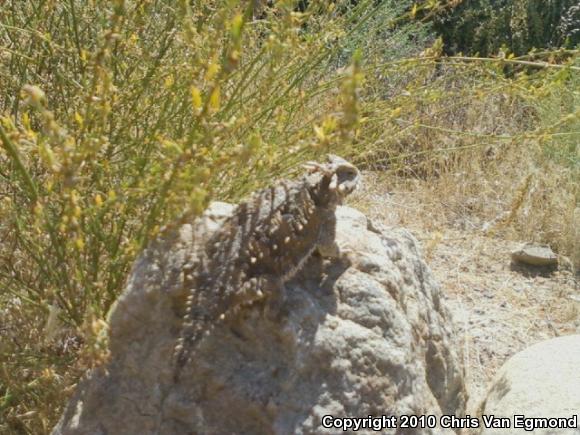 Blainville's Horned Lizard (Phrynosoma blainvillii)