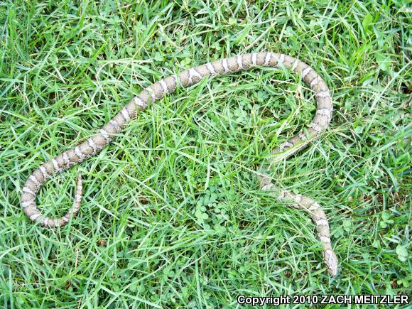 Eastern Milksnake (Lampropeltis triangulum triangulum)