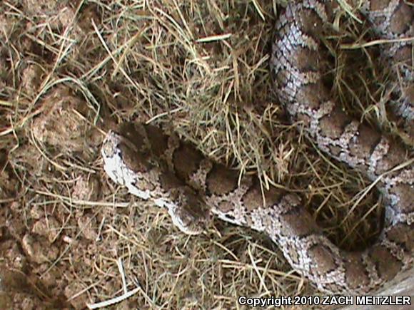 Eastern Milksnake (Lampropeltis triangulum triangulum)