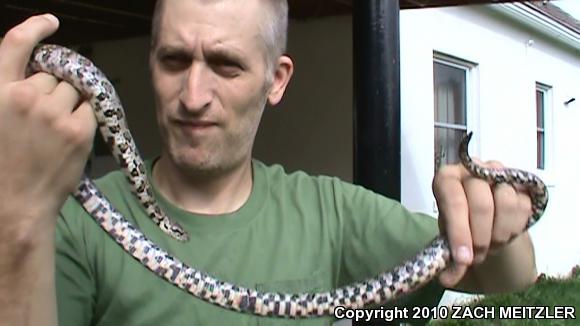 Eastern Milksnake (Lampropeltis triangulum triangulum)