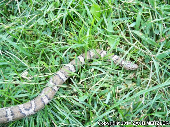 Eastern Milksnake (Lampropeltis triangulum triangulum)