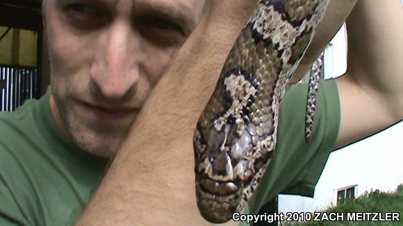 Eastern Milksnake (Lampropeltis triangulum triangulum)