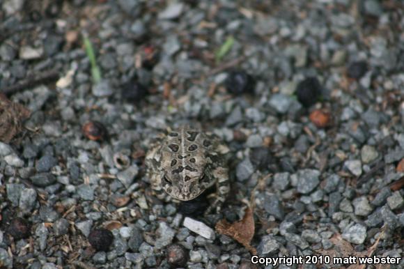 Fowler's Toad (Anaxyrus fowleri)