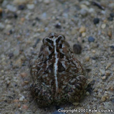 Fowler's Toad (Anaxyrus fowleri)