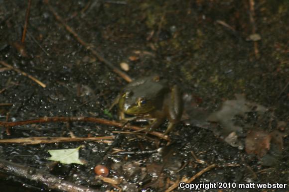 American Bullfrog (Lithobates catesbeianus)