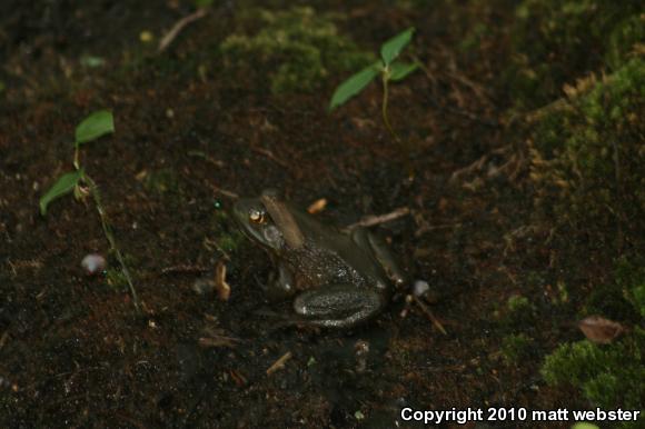 American Bullfrog (Lithobates catesbeianus)