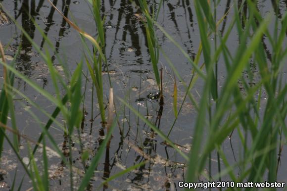 Eastern Painted Turtle (Chrysemys picta picta)