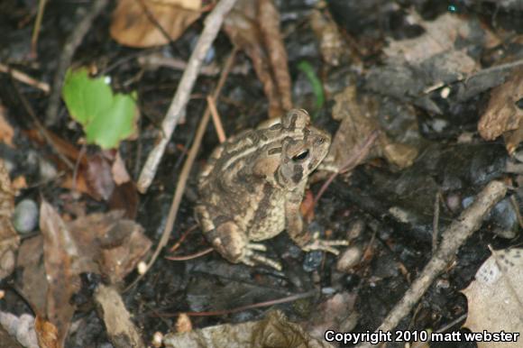 Fowler's Toad (Anaxyrus fowleri)