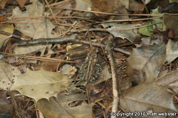 Fowler's Toad (Anaxyrus fowleri)