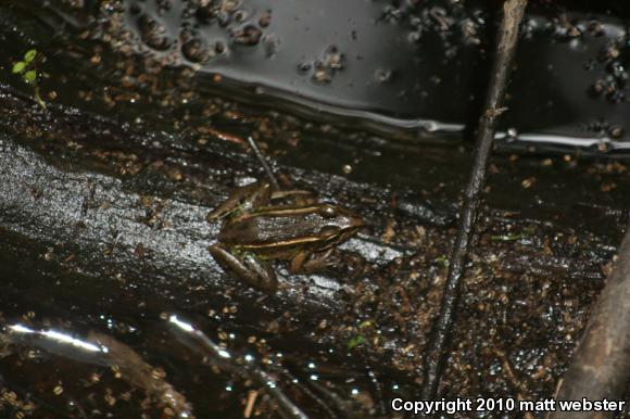 Southern Leopard Frog (Lithobates sphenocephalus utricularius)