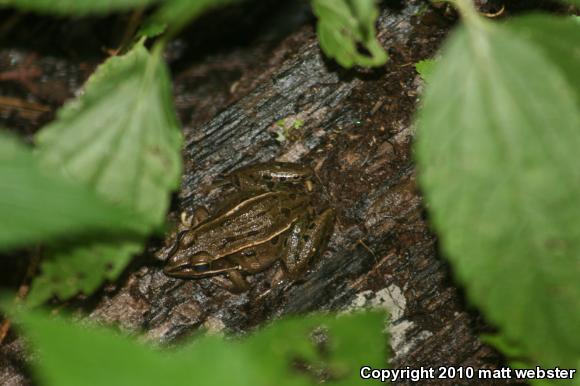 Southern Leopard Frog (Lithobates sphenocephalus utricularius)