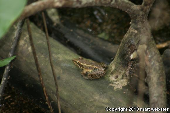 Southern Leopard Frog (Lithobates sphenocephalus utricularius)