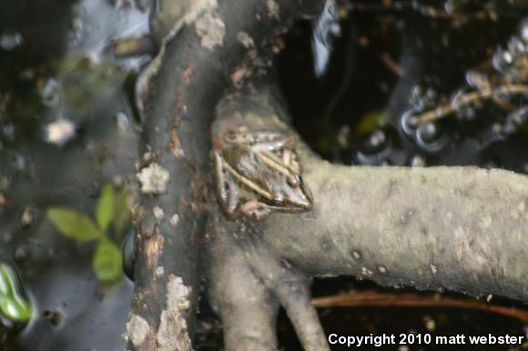 Southern Leopard Frog (Lithobates sphenocephalus utricularius)