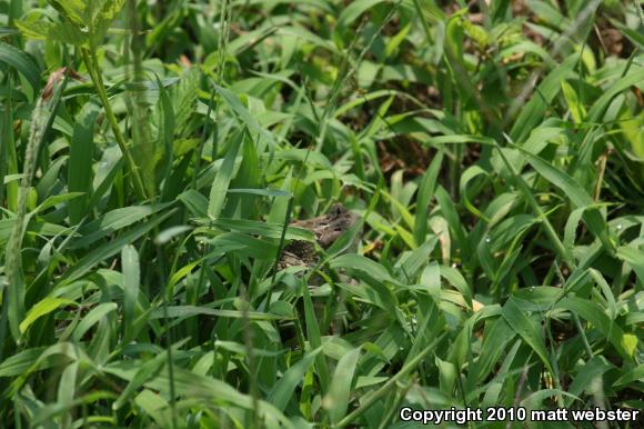 Fowler's Toad (Anaxyrus fowleri)