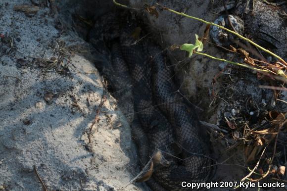 Northern Pinesnake (Pituophis melanoleucus melanoleucus)