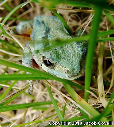 Cope's Gray Treefrog (Hyla chrysoscelis)