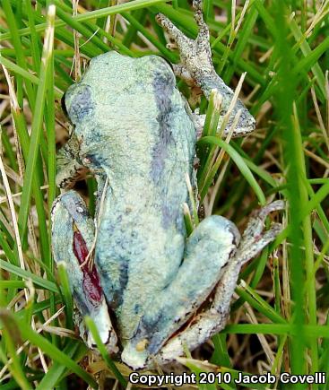 Cope's Gray Treefrog (Hyla chrysoscelis)