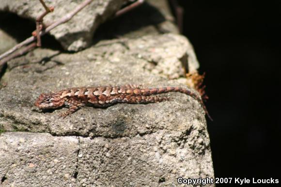 Eastern Fence Lizard (Sceloporus undulatus)