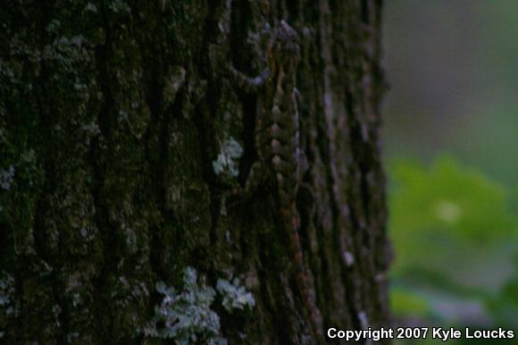 Eastern Fence Lizard (Sceloporus undulatus)