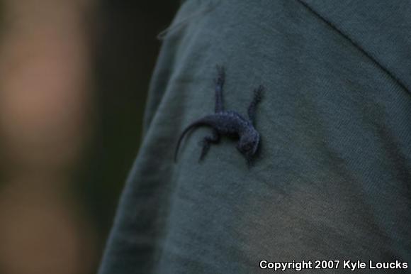 Eastern Fence Lizard (Sceloporus undulatus)