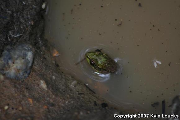 Northern Green Frog (Lithobates clamitans melanota)