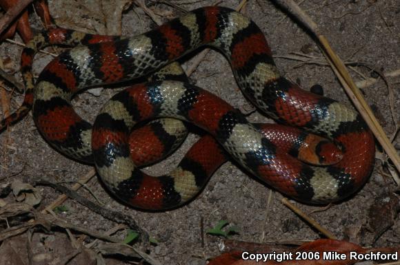 Florida Scarletsnake (Cemophora coccinea coccinea)