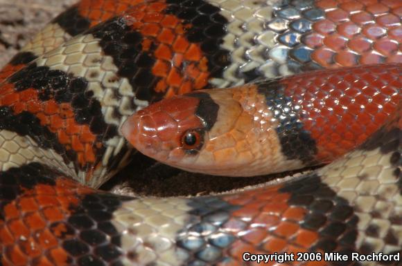 Florida Scarletsnake (Cemophora coccinea coccinea)