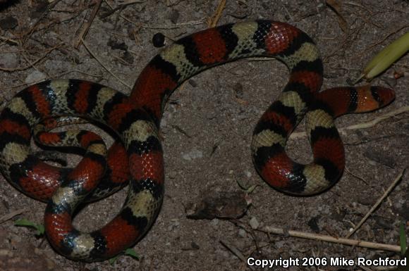 Florida Scarletsnake (Cemophora coccinea coccinea)