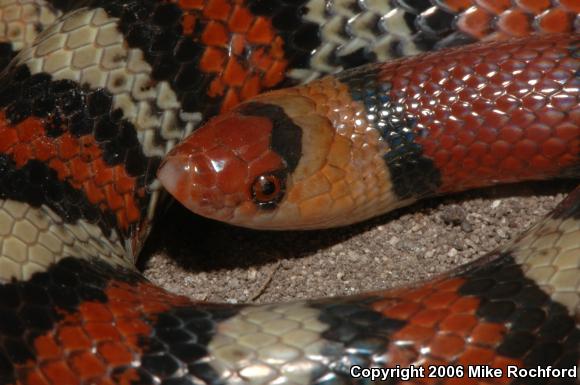 Florida Scarletsnake (Cemophora coccinea coccinea)