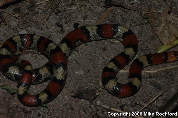 Florida Scarletsnake (Cemophora coccinea coccinea)