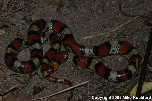 Florida Scarletsnake (Cemophora coccinea coccinea)