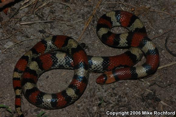 Florida Scarletsnake (Cemophora coccinea coccinea)