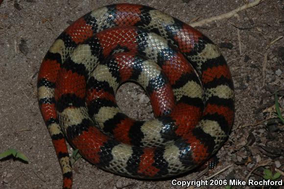 Florida Scarletsnake (Cemophora coccinea coccinea)