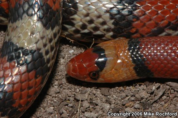 Florida Scarletsnake (Cemophora coccinea coccinea)