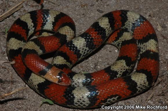 Florida Scarletsnake (Cemophora coccinea coccinea)