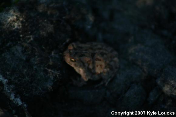 Fowler's Toad (Anaxyrus fowleri)