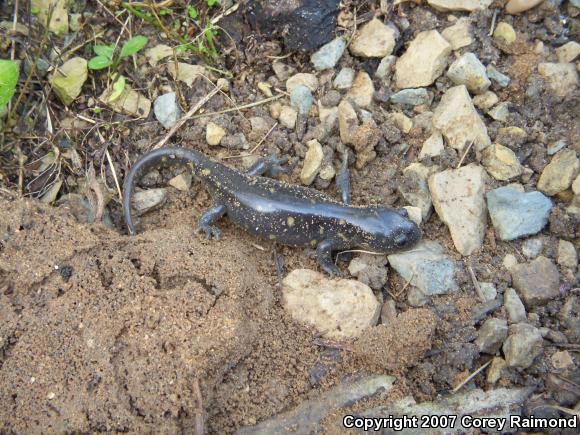 Eastern Tiger Salamander (Ambystoma tigrinum tigrinum)