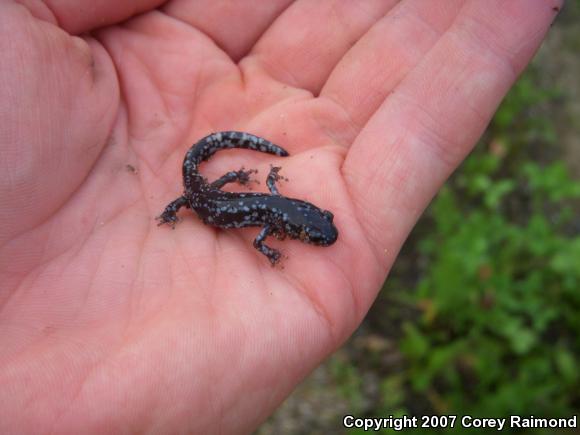 Blue-spotted Salamander (Ambystoma laterale)