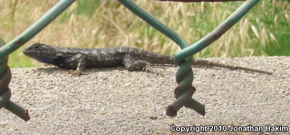 Great Basin Fence Lizard (Sceloporus occidentalis longipes)