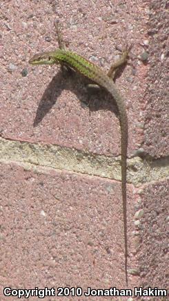 Italian Wall Lizard (Podarcis sicula)