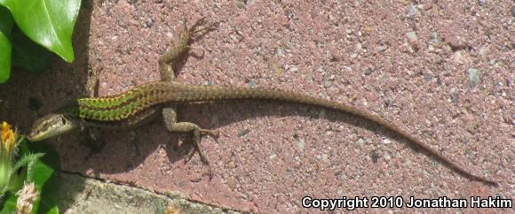 Italian Wall Lizard (Podarcis sicula)