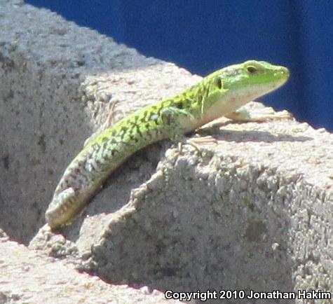 Italian Wall Lizard (Podarcis sicula)