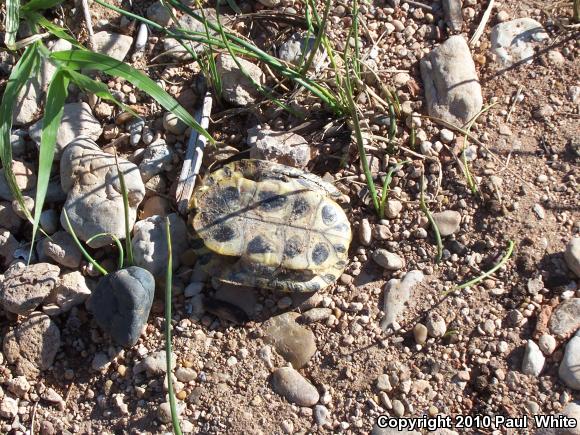 Red-eared Slider (Trachemys scripta elegans)